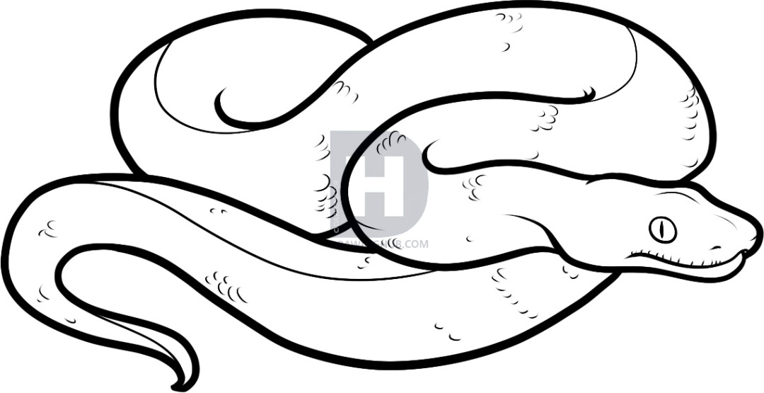 1080x555 How To Draw A Boa Constrictor, Step
