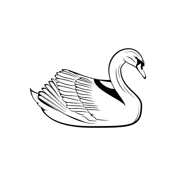 570x570 Swan Animal Illustration Mammal Natura Vector