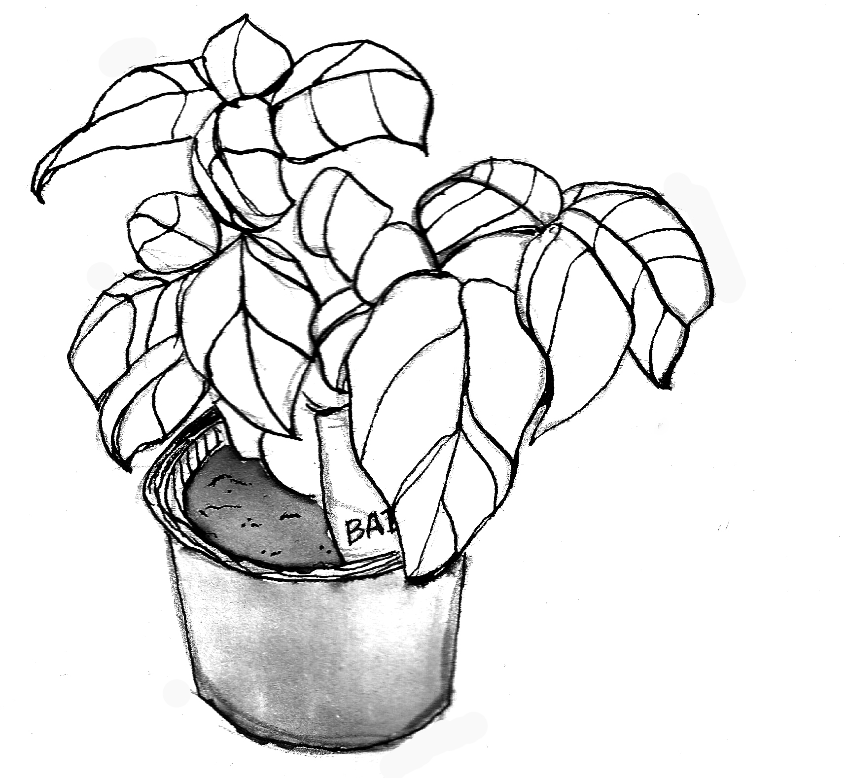 1722x1578 Drawn Pot Plant San Francisco Plant