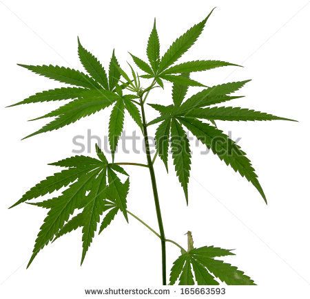450x435 Weed Plant Drawing