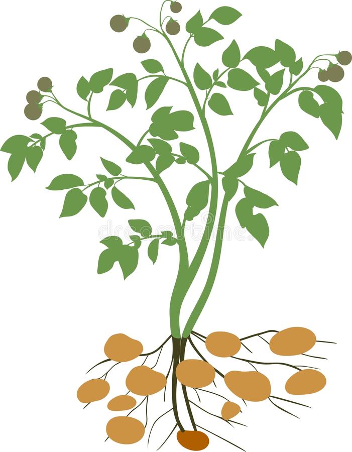 701x900 Collection Of Free Plant Clipart Potatoe Amusement Clipart