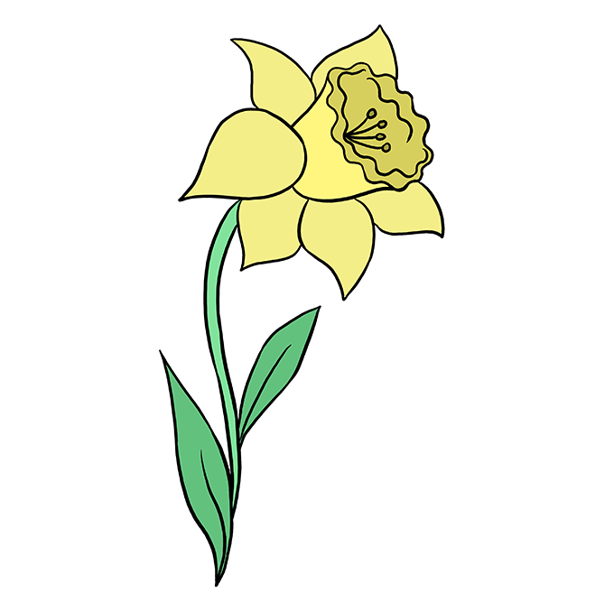 680x678 How To Draw A Daffodil