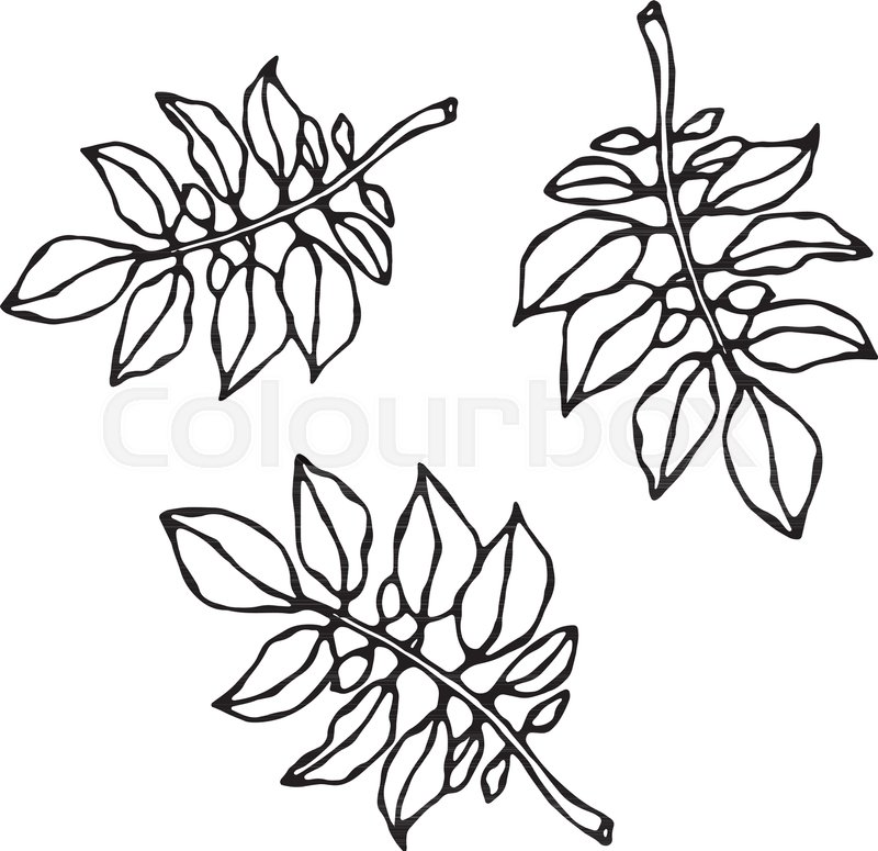 800x775 Leaves Of Solanaceous Plants Potato Stock Vector Colourbox