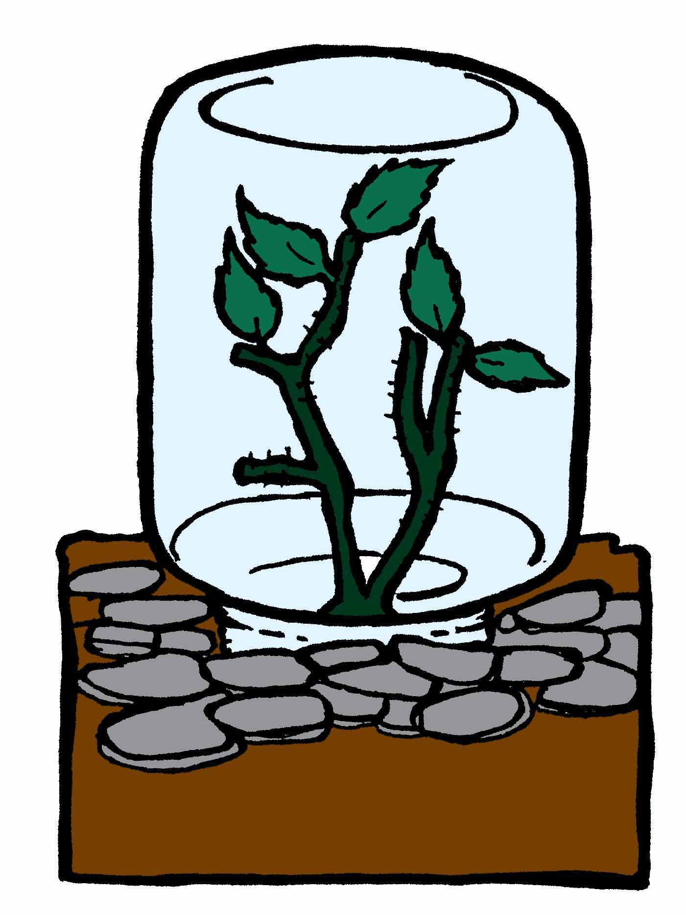 1401x1869 Rose Cuttings In A Potato Laidback Gardener