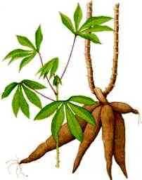 202x256 css world food crops