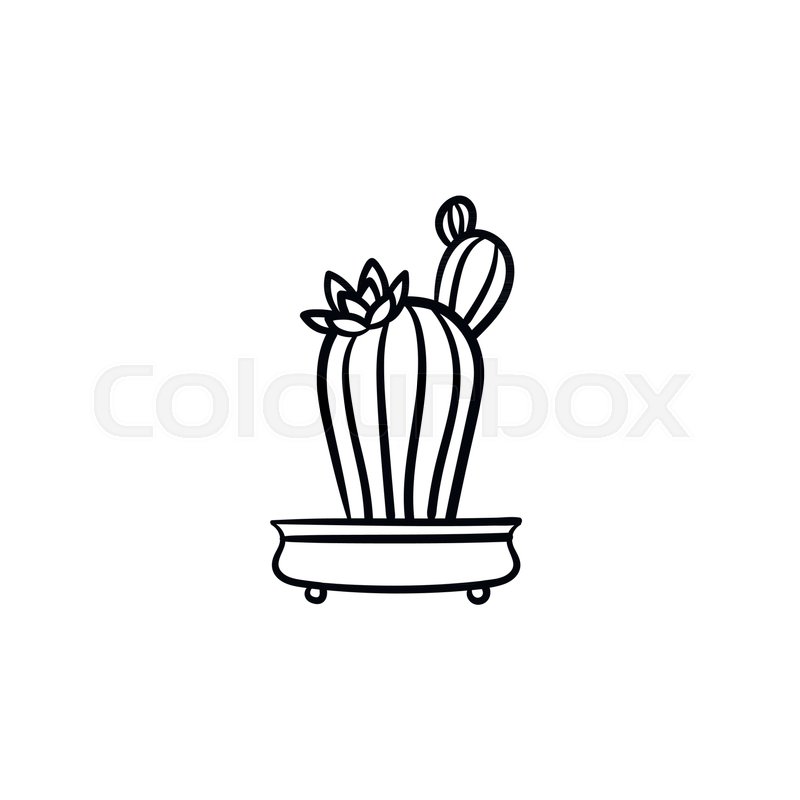 800x800 Cactus Hand Drawn Vector Outline Stock Vector Colourbox