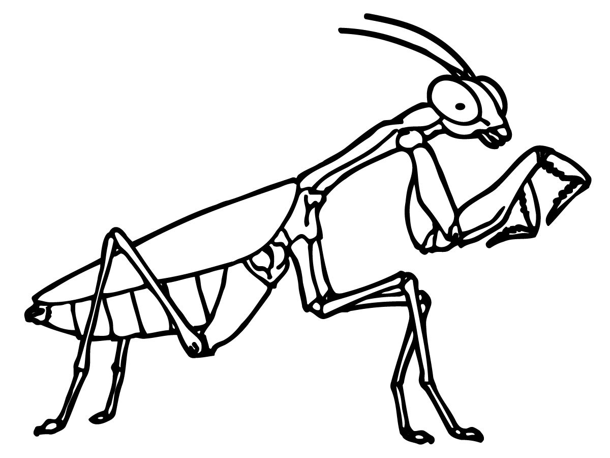 Praying Mantis Drawing | Free download on ClipArtMag