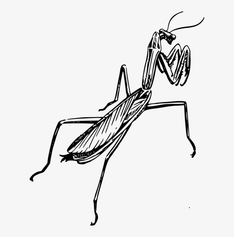 820x830 Insect European Mantis Drawing Line Art
