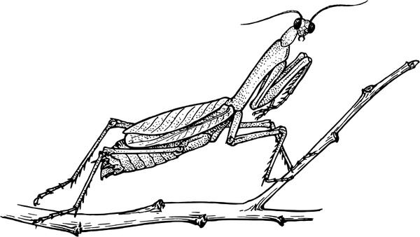 600x338 Mantis Free Vector In Open Office Drawing