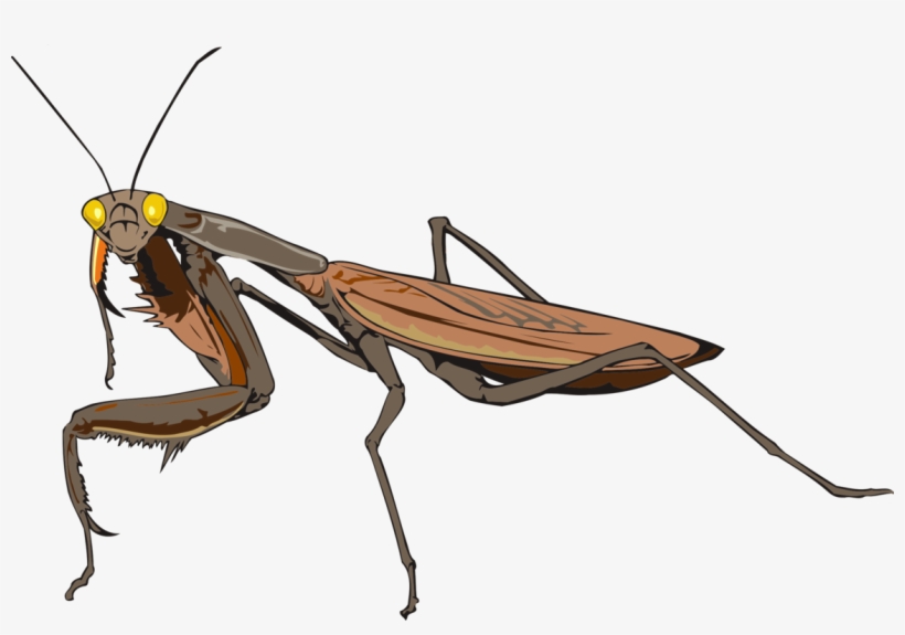 820x575 Mantis Les Insectes Animal Drawing