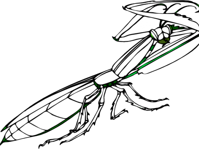 640x480 Praying Mantis Clipart
