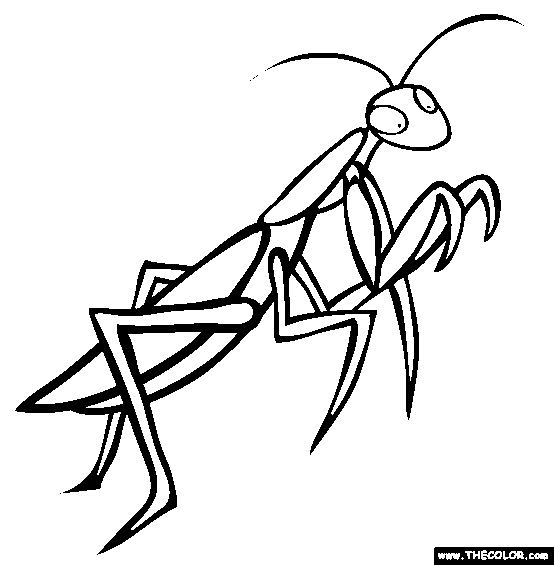 554x565 Praying Mantis Clipart Black And White