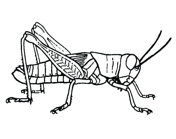 600x477 Praying Mantis Coloring