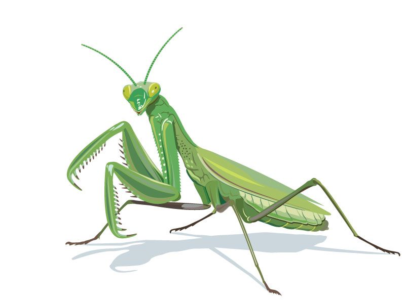 793x595 Praying Mantis Drawing