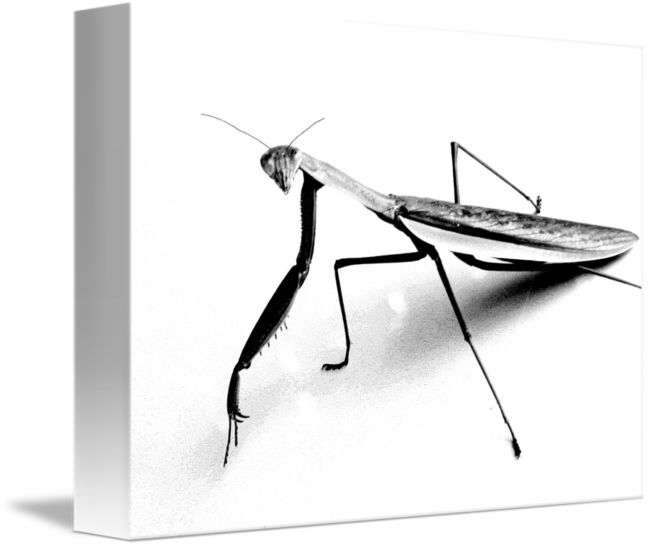 650x547 Praying Mantis Pencil Sketch