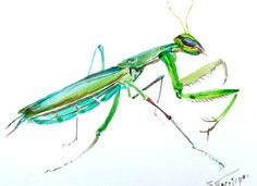 236x171 praying mantis tattoos and praying mantis drawings sketches