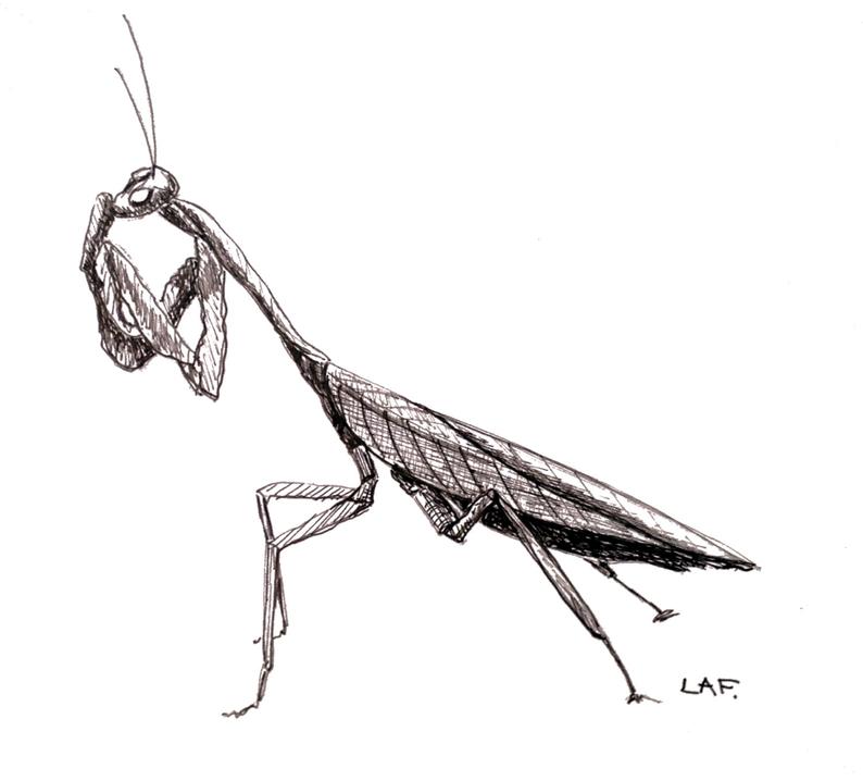 794x718 Praying Mantis Drawingoriginal Drawing Praying Mantisblack Etsy