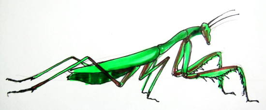 550x227 How To Draw A Praying Mantis
