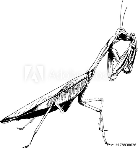 467x500 Insect A Praying Mantis Drawn In Ink