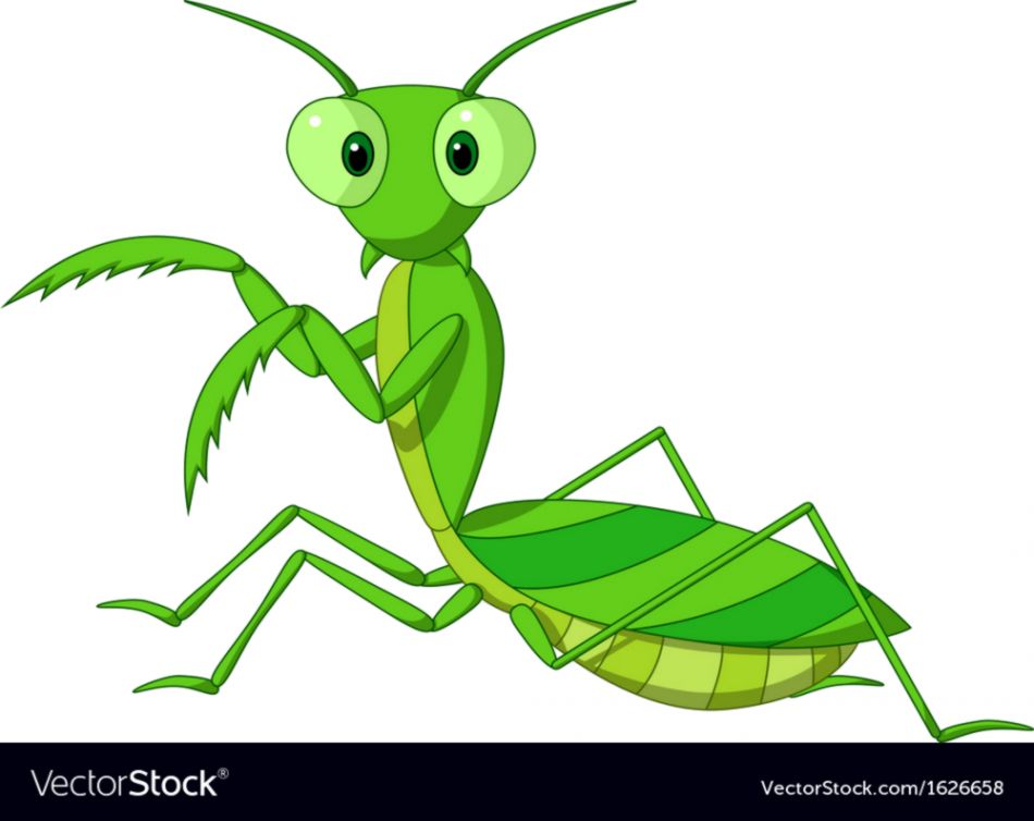 950x754 Cute Praying Mantis Drawing Thestardollbang