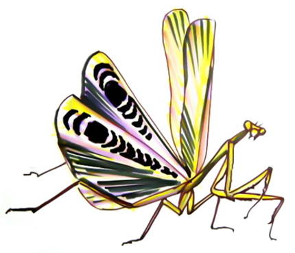 430x369 How To Draw A Praying Mantis