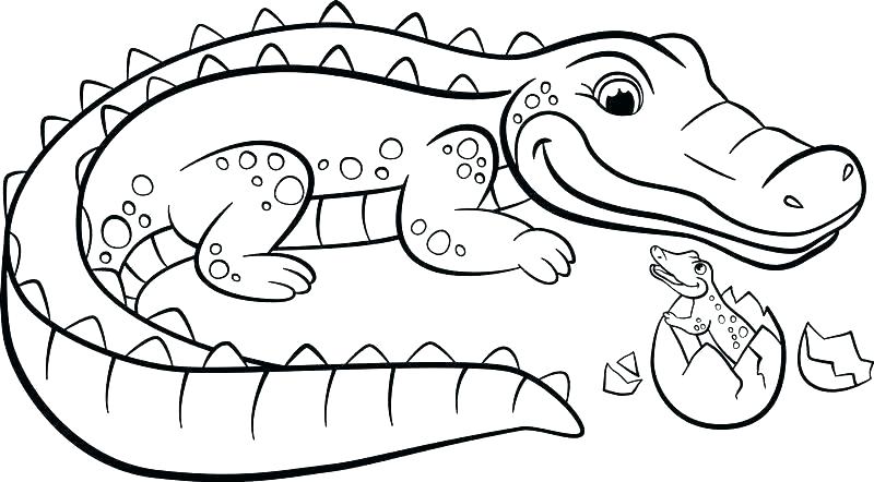 800x442 Crocodile Coloring Pages Full Size Of Cute Crocodile Colouring