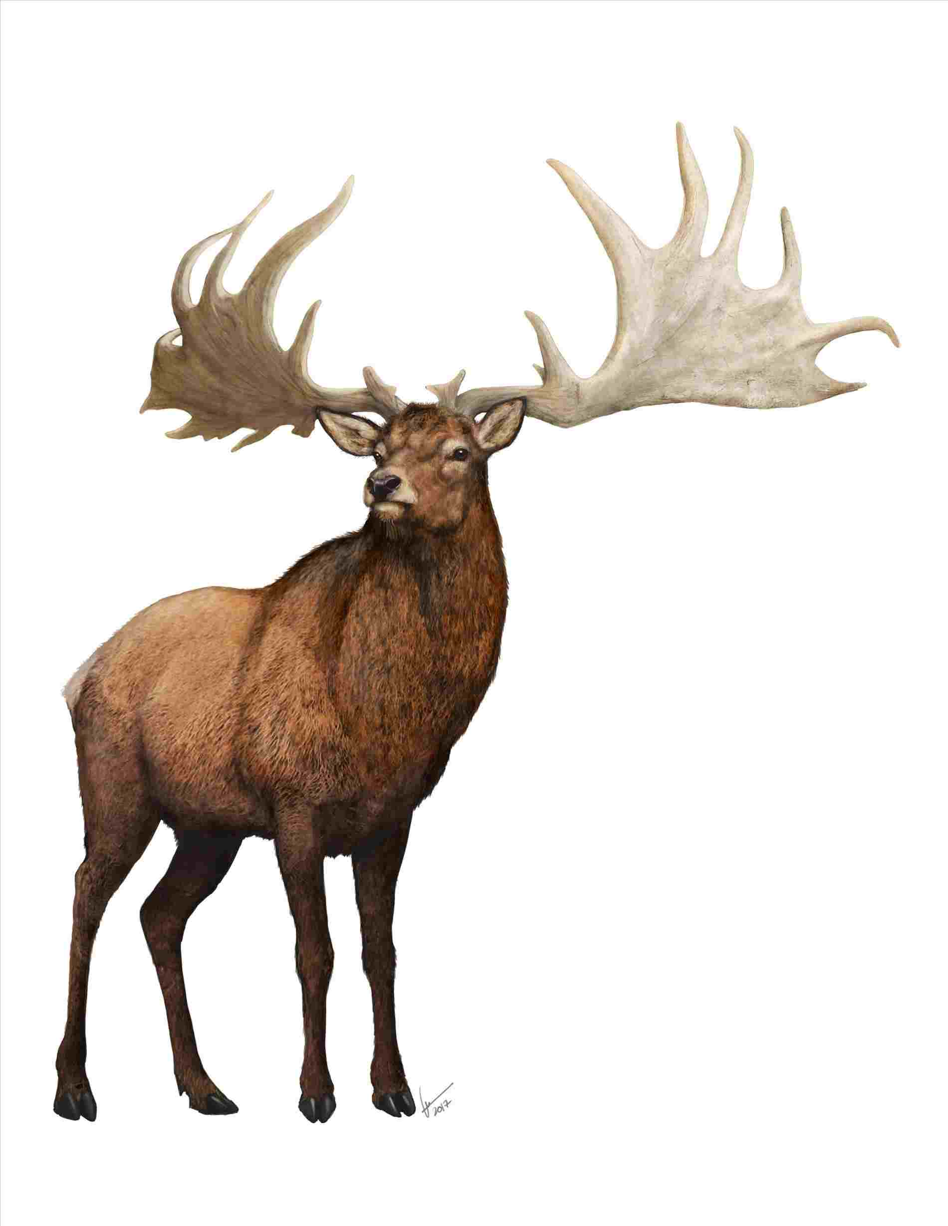 1900x2458 S And Art Rhcomau Megaloceros Prehistoric Animal Drawings