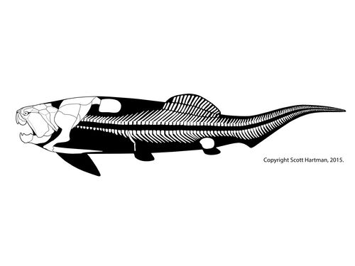 500x375 a collection of skeletal drawings of prehistoric animals