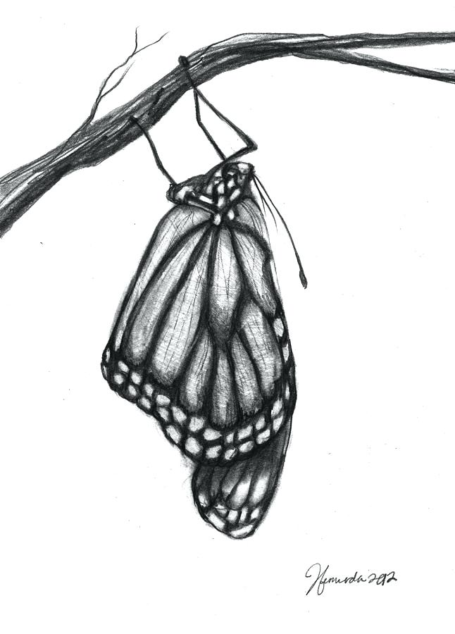 646x900 Butterfly Images Drawings Butterfly Drawing Words Of A Butterfly