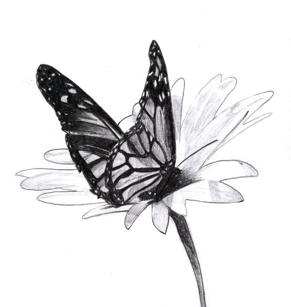 600x634 How To Draw A Butterfly Sitting On A Flower