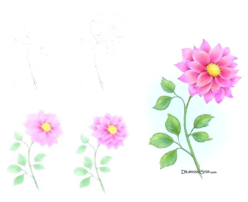 843x687 Draw Beautiful Flowers