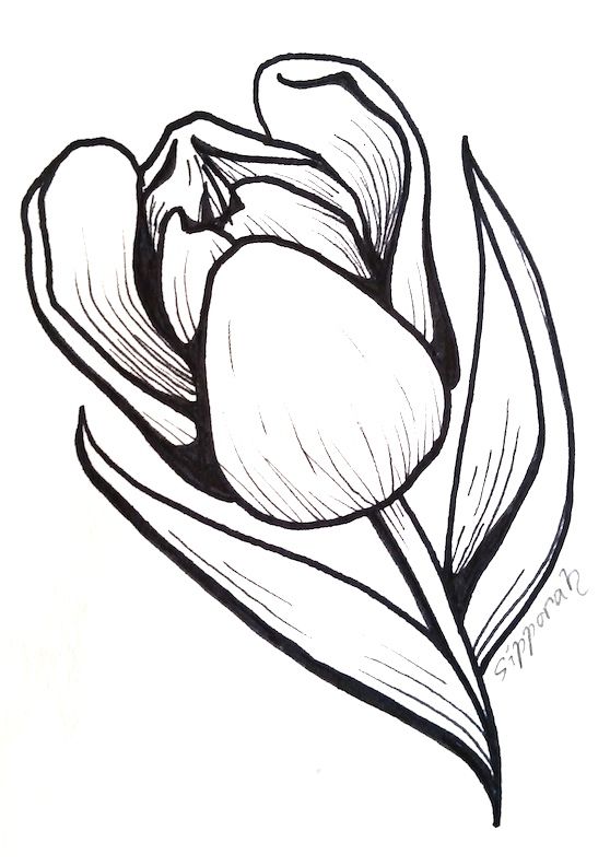 558x792 tulip flower, tulip drawing, marker drawing, marker art, flower