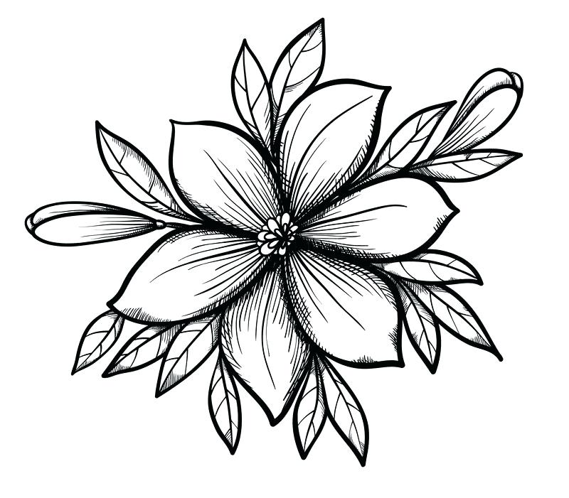 800x701 Draw Pretty Flowers How To Draw Wildflowers Youtube