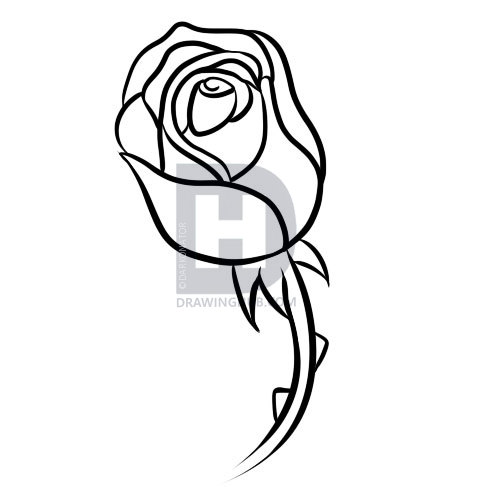 479x487 How To Draw A Rose Bud, Step