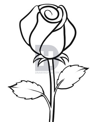 331x421 How To Draw An Easy Rose, Step