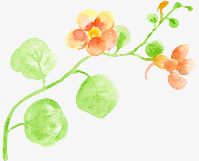650x528 Drawing Beautiful Pretty Flowers, Watercolor, Beautiful, Flower