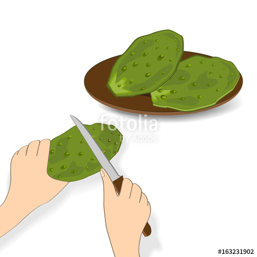 500x500 Edible Green Cactus Leaves Or Nopales On White Background Hand