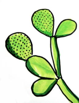 257x333 How To Draw A Cactus