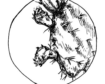 340x270 Pear Cactus Drawing Etsy