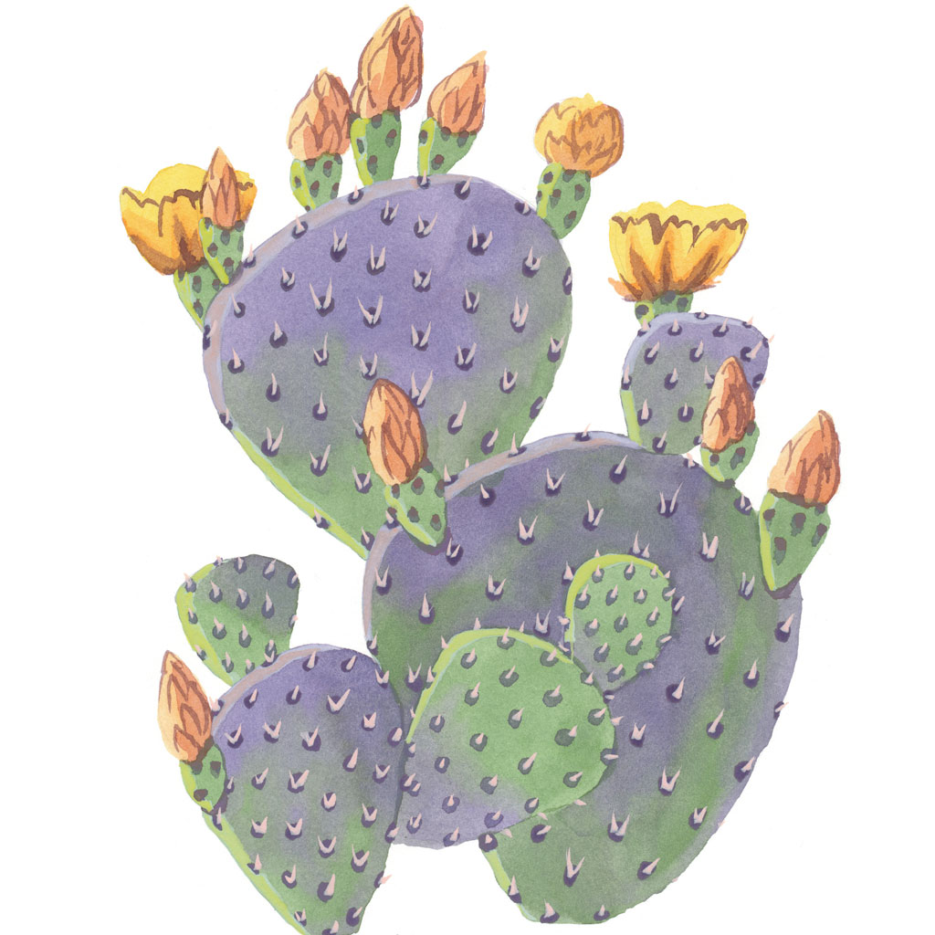 1024x1024 Purple Prickly Pear Print Drawn The Road Again