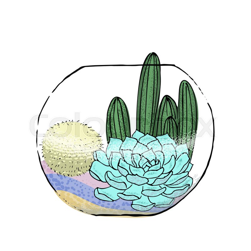 800x800 succulent cactus collection in stock vector colourbox
