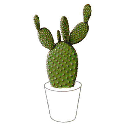 400x400 Cactaceae Or Cactus Family