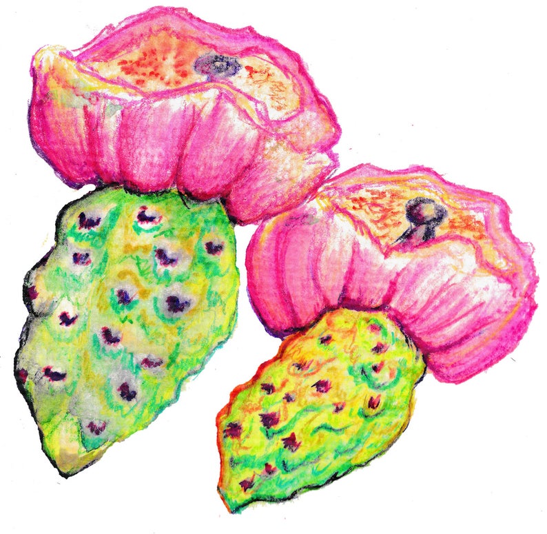 794x775 hand drawn original prickly pears cacti digital clipart etsy