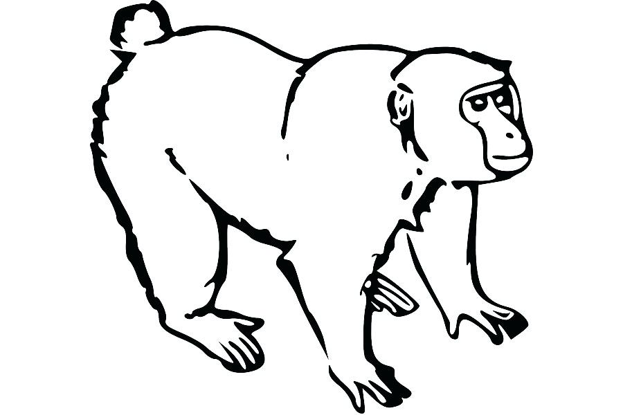 900x600 A Drawing Of A Monkey