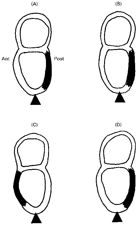 460x738 Drawings Of D Later Primitive Streak Mouse Embryos To Show
