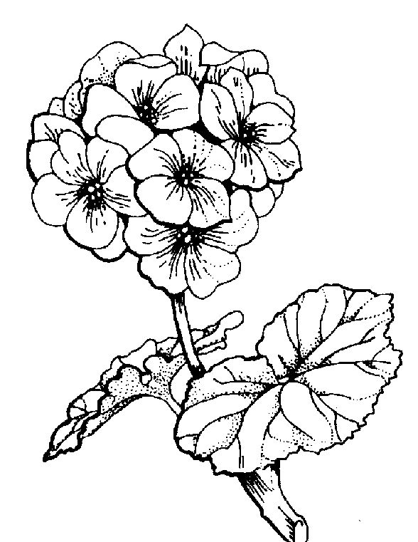 Primrose Drawing | Free download on ClipArtMag