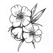 180x180 Desert Primrose