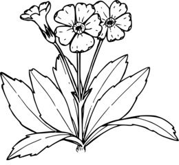 260x240 Download Primrose Vector Clipart Primrose Clip Art