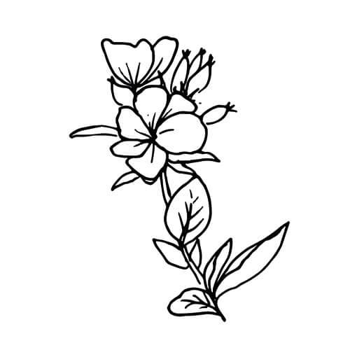 500x500 Evening Primrose, Carrier Base Oil For Aromatherapy Use