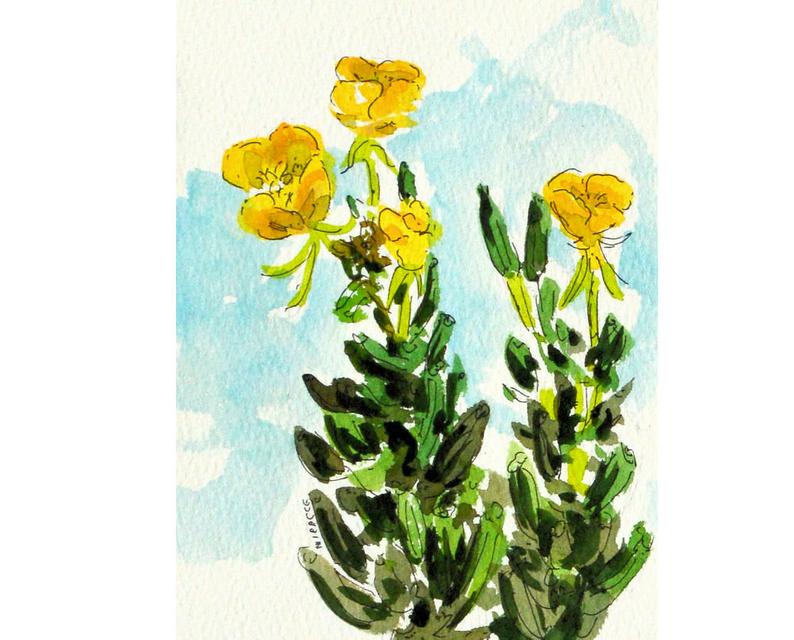 794x640 Evening Primrose Wildflower Flower Original Watercolor Etsy